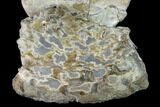 Large, Fossil Ammonite (Sphenodiscus) - South Dakota #143838-3
